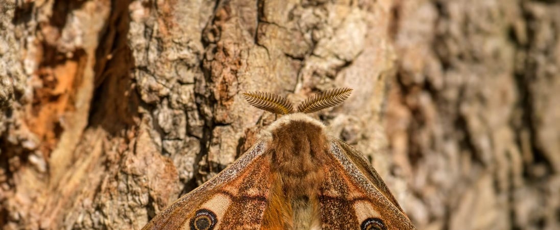 National Moth Week