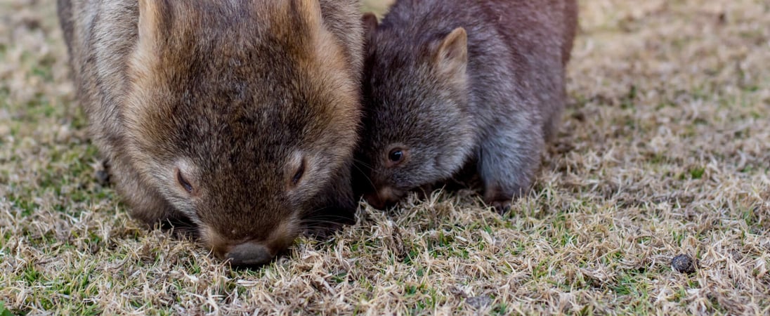 Wombat Day