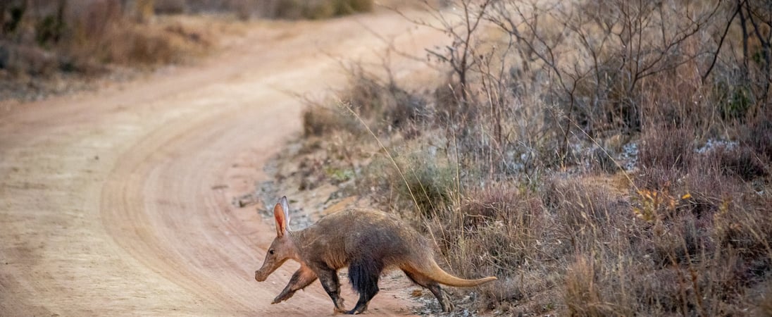 National Aardvark Week