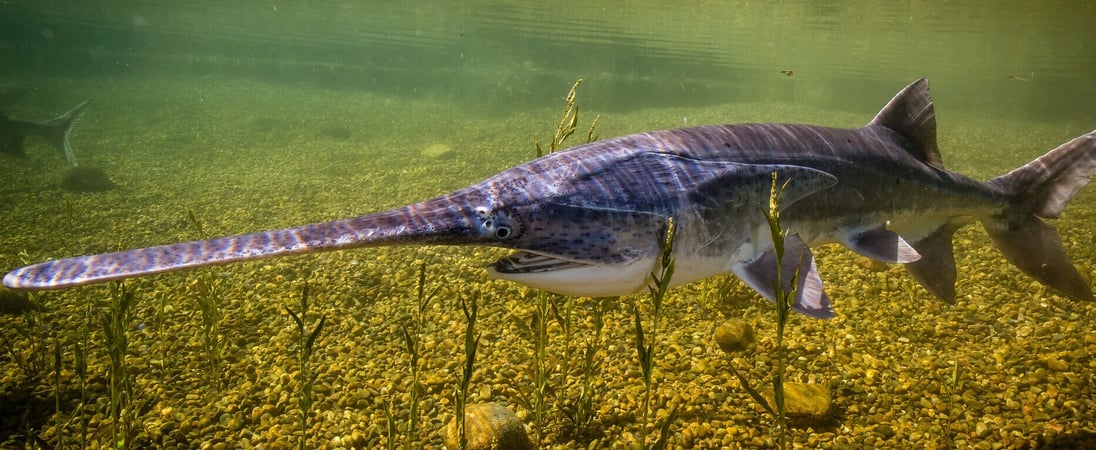 National American Paddlefish Day