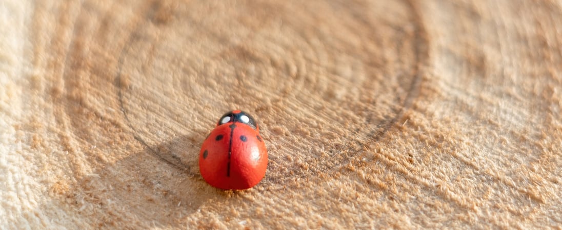 National Gift of the Ladybug Day