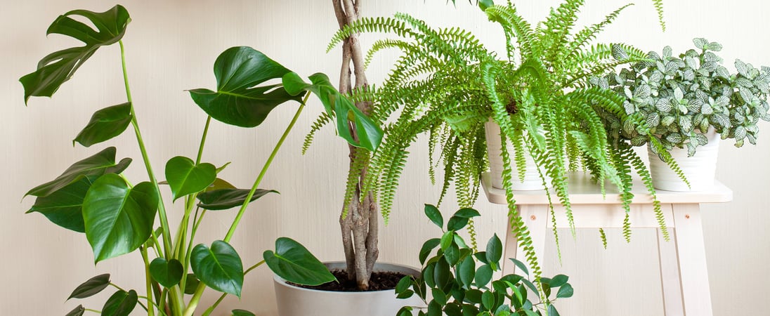 National Indoor Plant Week 