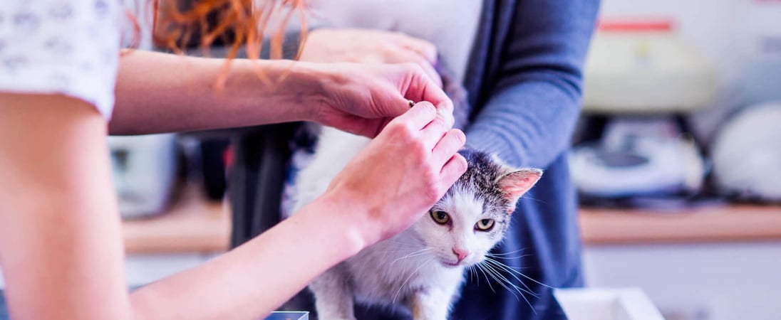 National Microchipping Month