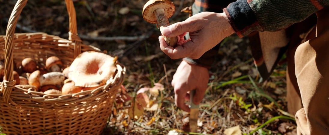 National Mushroom Hunting Day