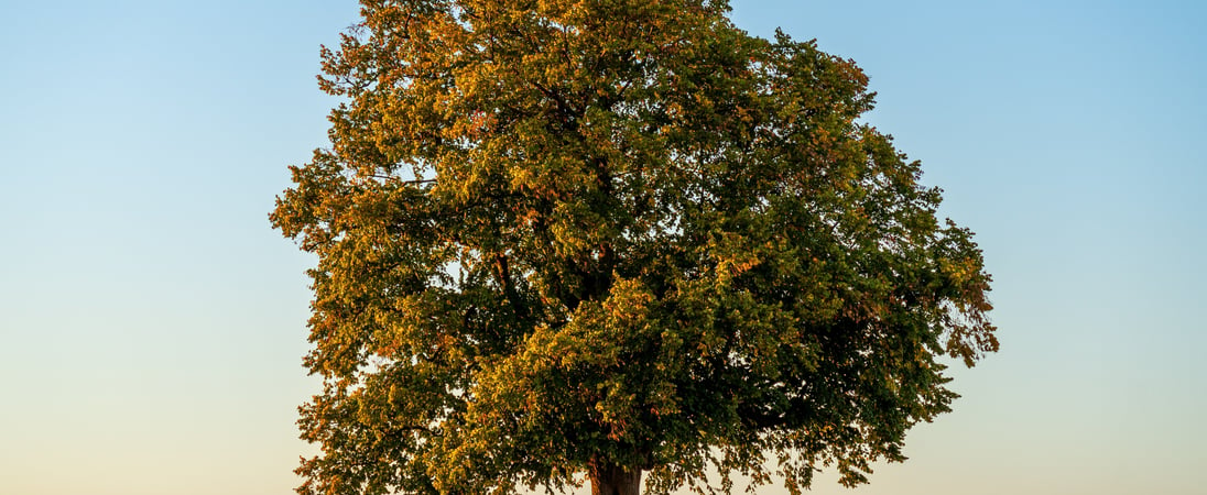 National Tree Day