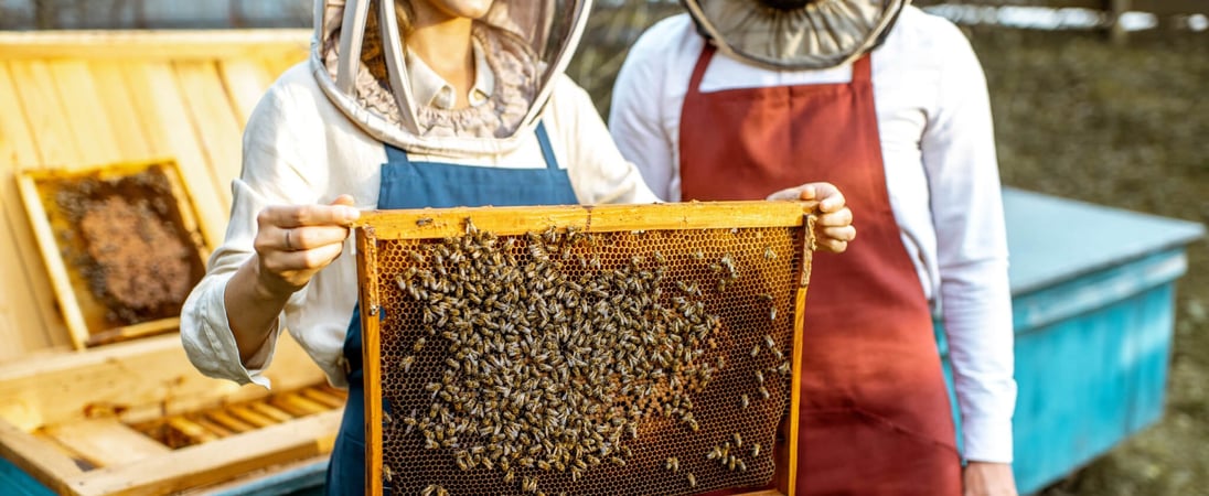 National Urban Beekeeping Day