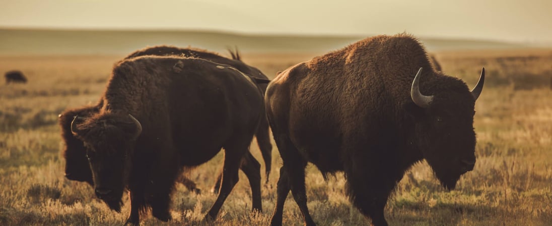 National Bison Day