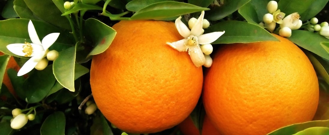 National Orange Blossom Day