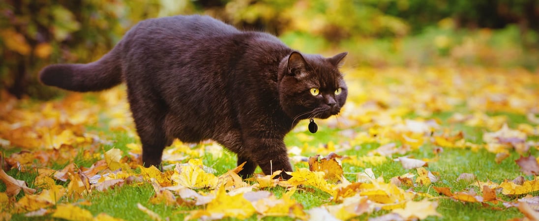 National Pet Obesity Awareness Day