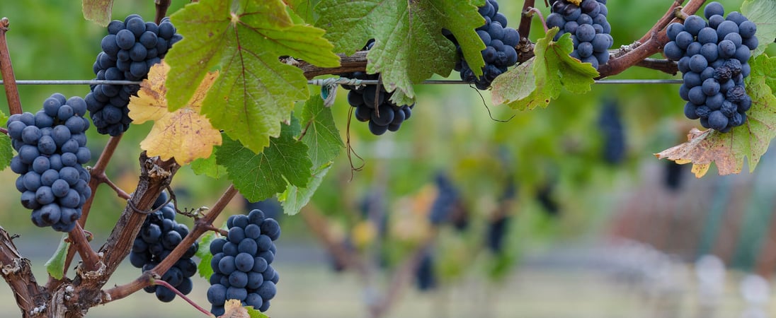 National Pinot Noir Day