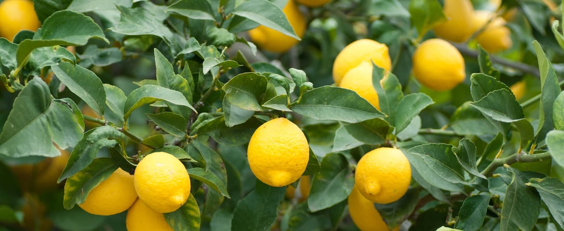 Plant a Lemon Tree Day