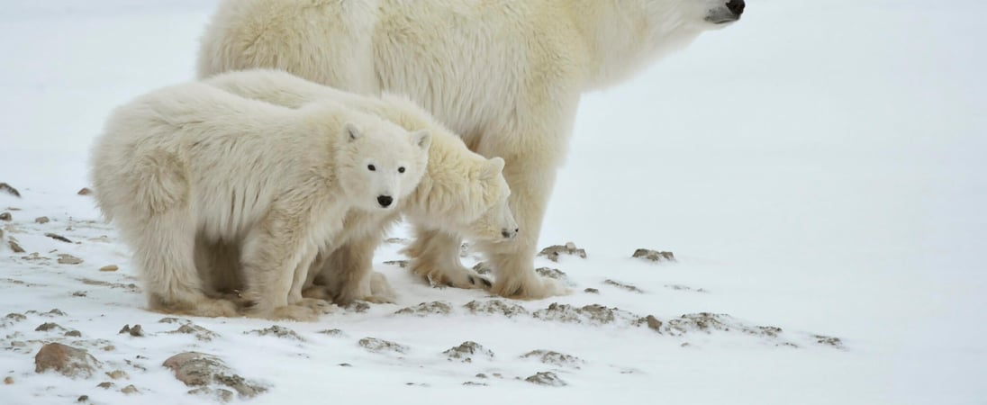 International Polar Bear Day