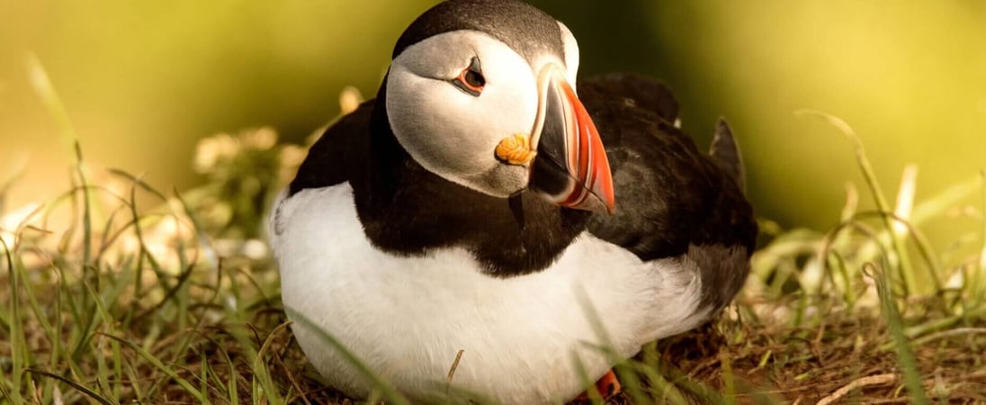 Puffin Day