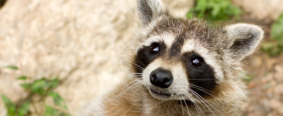 International Raccoon Appreciation Day