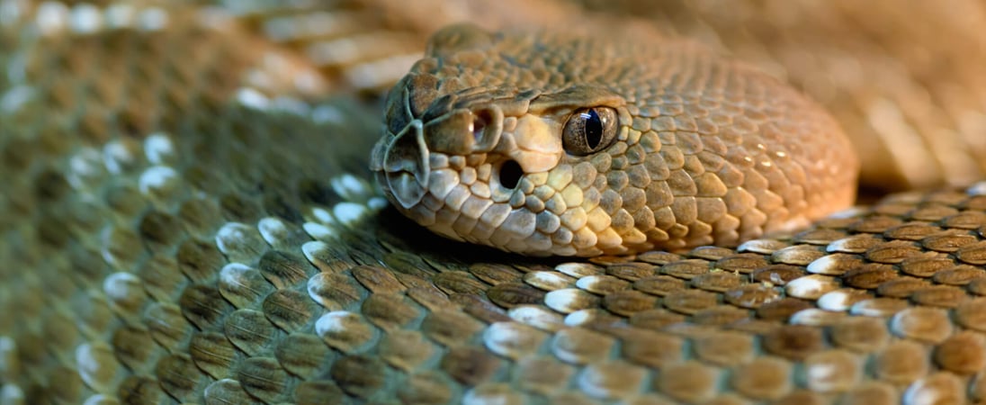 Rattlesnake Roundup Day