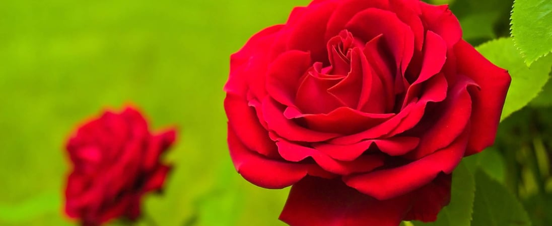 National Red Rose Day