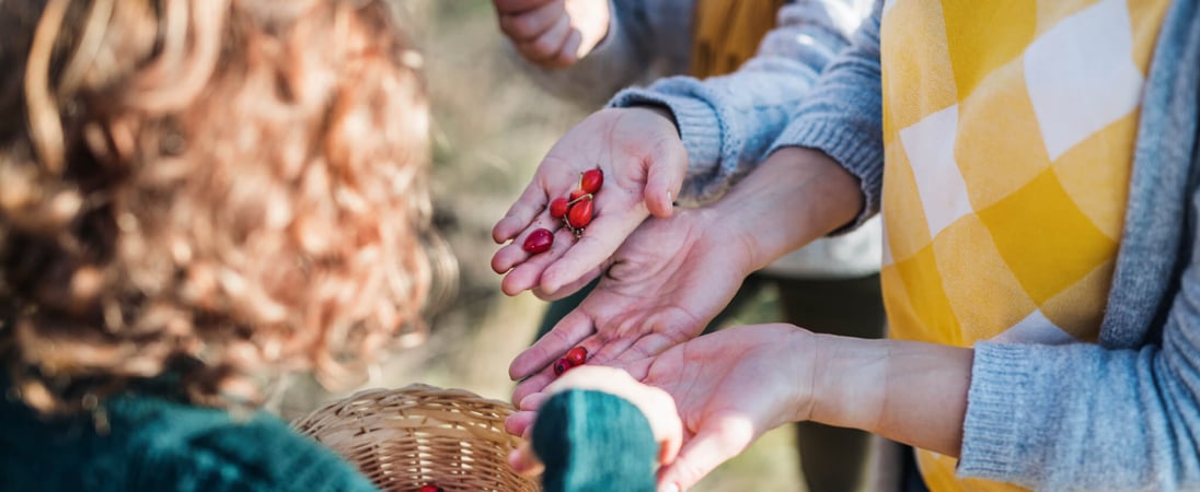 Seed Gathering Season