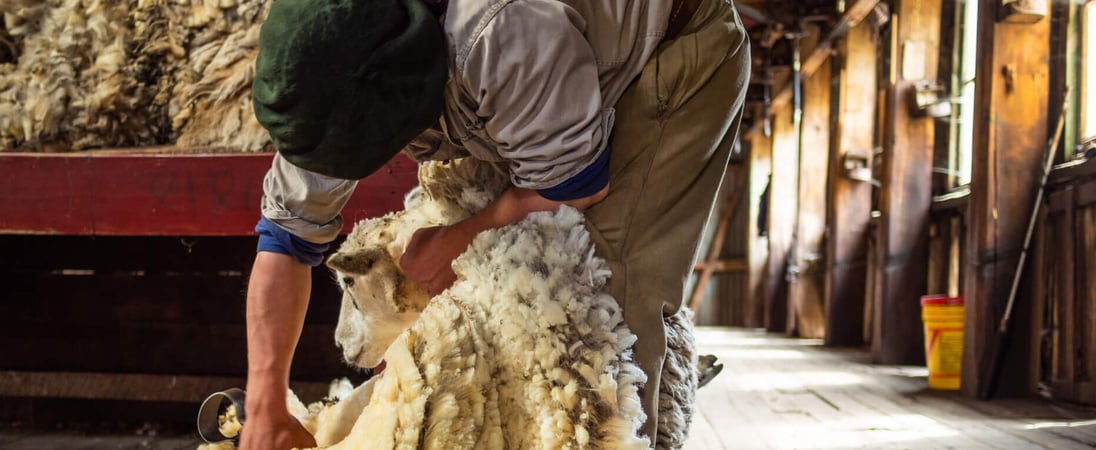 Sheep Shearing Festival