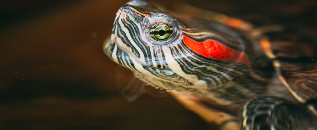 Turtle Adoption Day