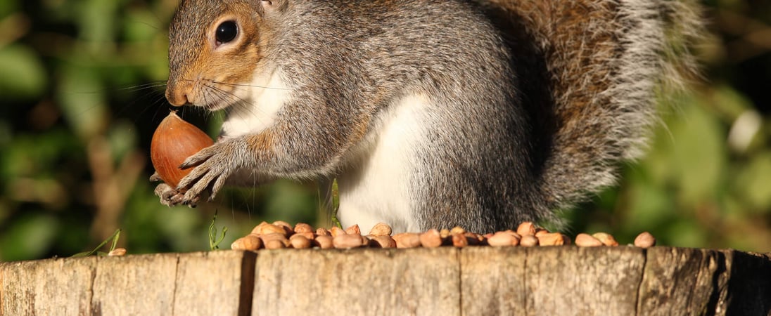 National Squirrel Appreciation Day