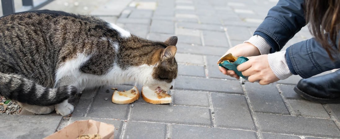 Holiday Food Drive for Needy Animals Day