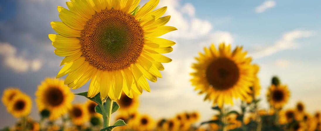 National Sunflower Day