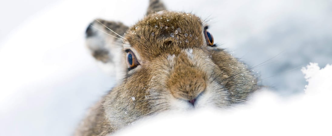 Mountain Hare Day