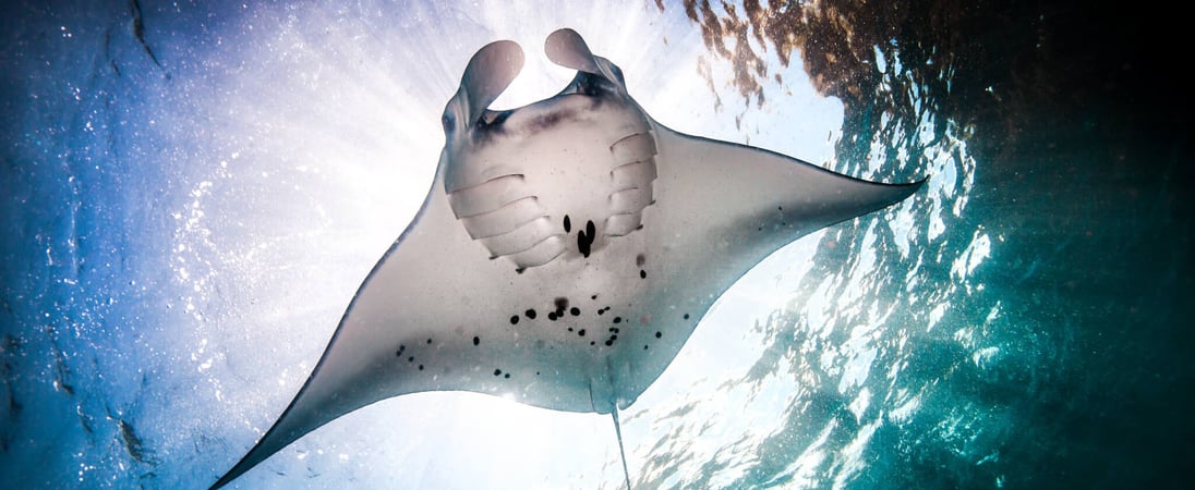 World Manta Day