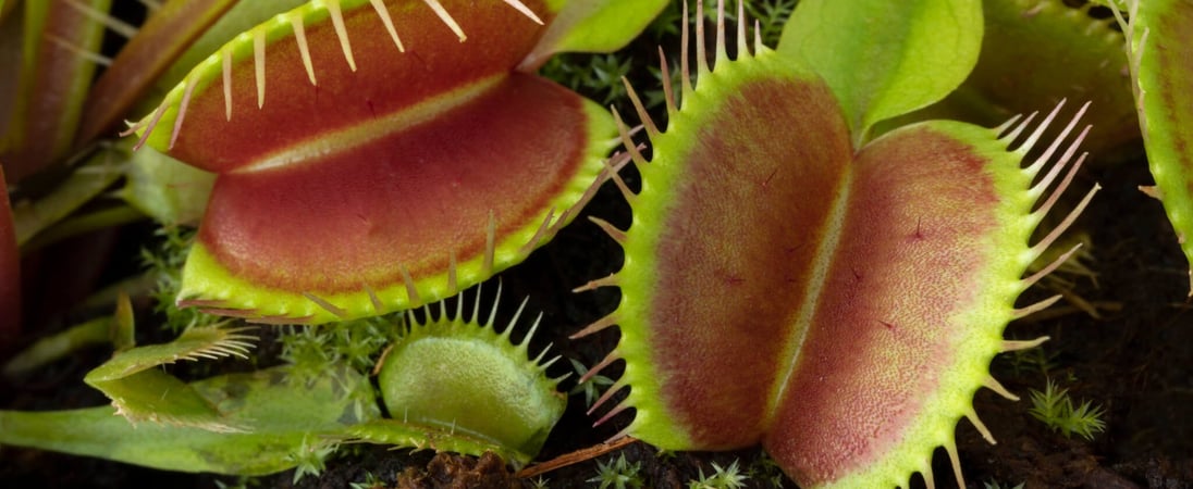 World Carnivorous Plant Day