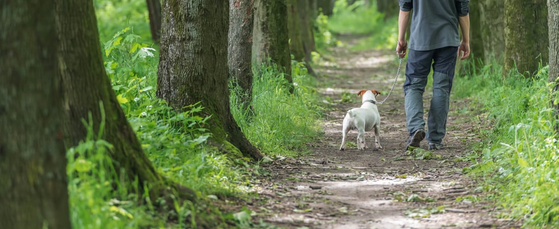 Walk Your Dog Week