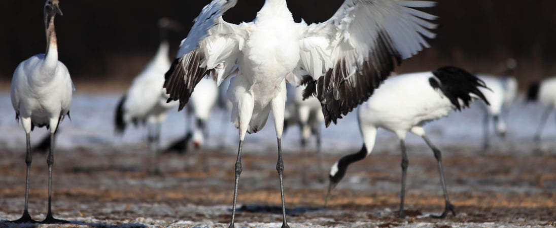 Whooping Crane Festival