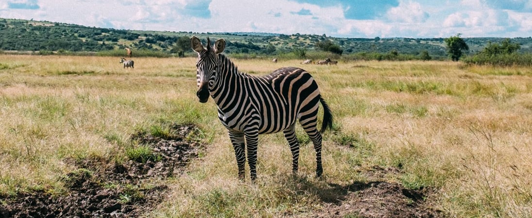 National Wildlife Week