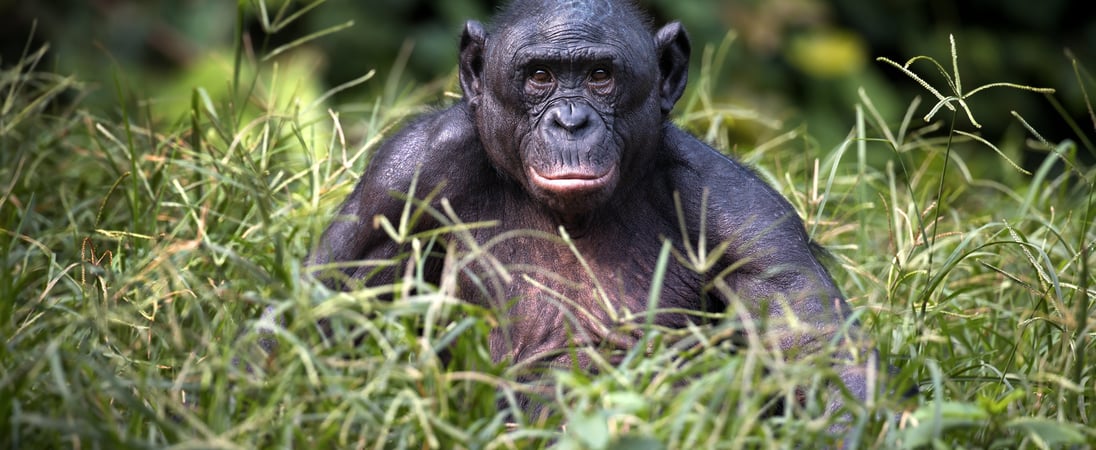 World Bonobo Day