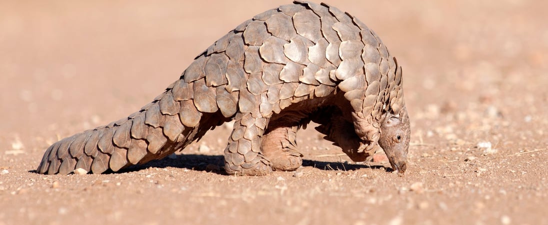 World Pangolin Day