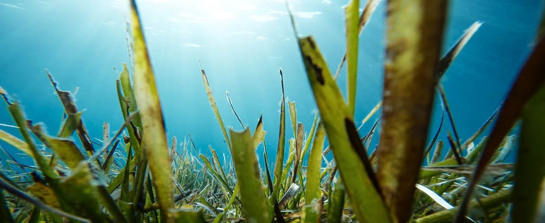 World Seagrass Day