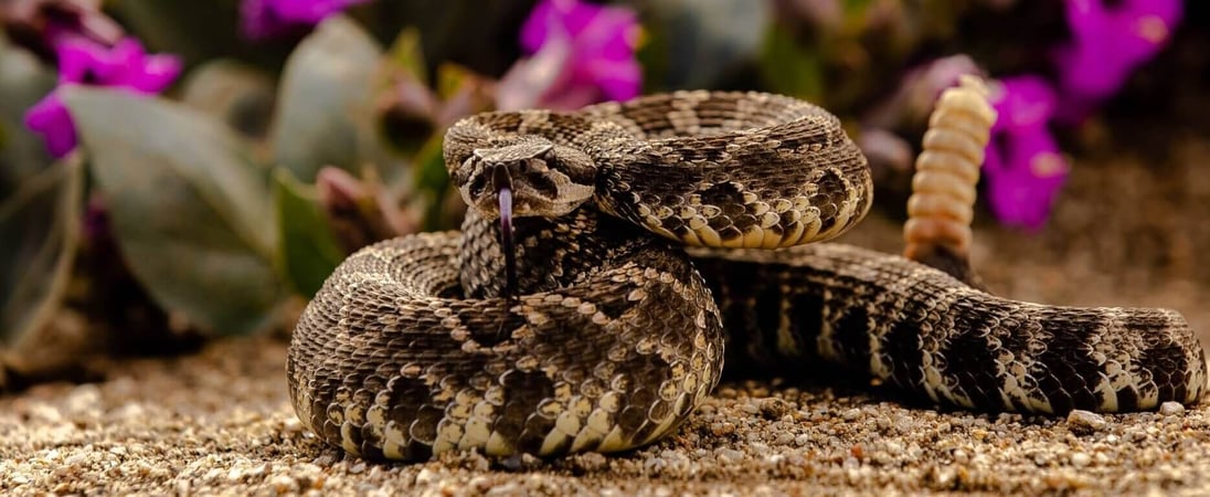 World’s Largest Rattlesnake Roundup