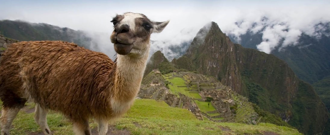 International Year Of Camelids