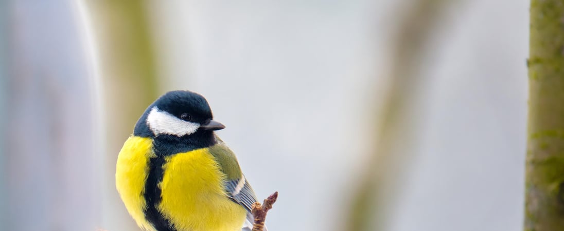 RSPB Feed the Birds Day