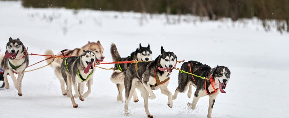 Yukon Quest