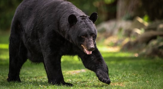 National Black Bear Day