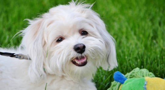 Coton de Tulear Day