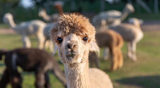 National Alpaca Day