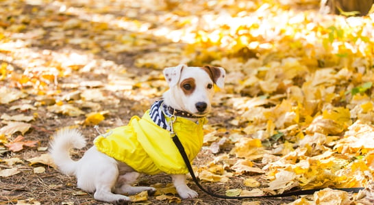 National #DogsInYellow Day