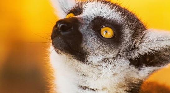 World Lemur Day