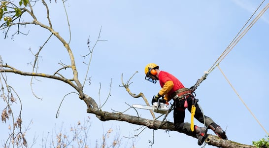 Arborist Appreciation Day