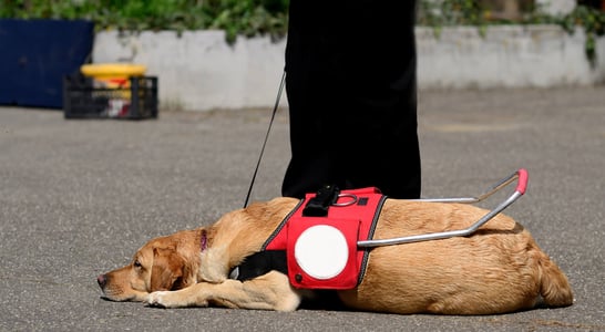 Assistance Dog Day