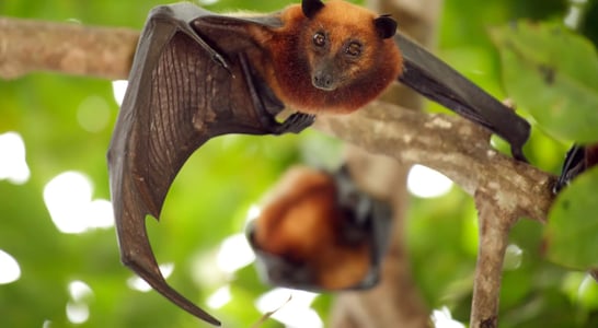 International Bat Appreciation Day