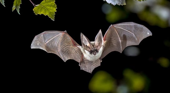 Bat Appreciation Month