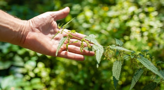 Be Nice to Nettles Week