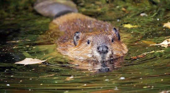 International Beaver Day